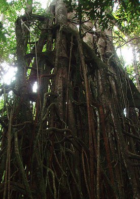 rain forest at peucang island ujung kulon