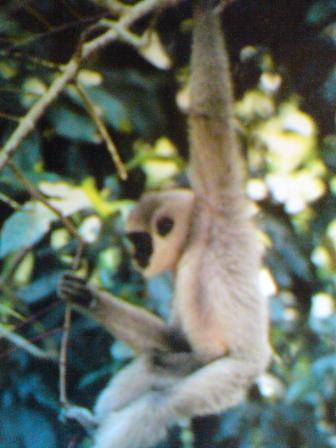 javan gibbon