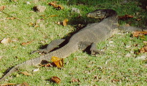 komodo lizard